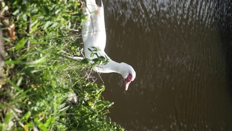 Weiße-Ente,-Die-Durch-Das-Wasser-Hausiert