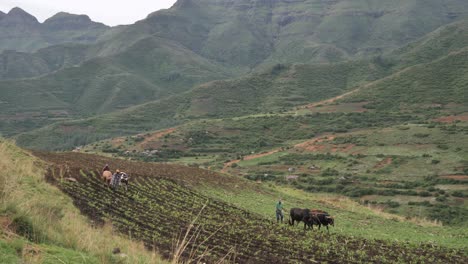 Oxen-farm-teams-pull-ploughs-through-mountain-hillside-crop-field