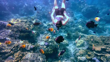 A-girl-snorkeling-below-the-surface-among-schools-of-fish-on-a-beautiful-reef