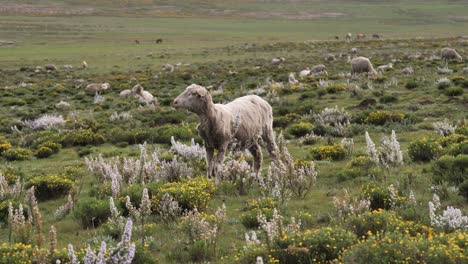 Woolly-sheep-chews-cud-in-meadow-of-yellow-and-white-wild-flowers