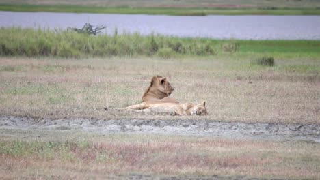 Couple-of-lions-resting-in-savannah-on-hot-day,-river-in-background