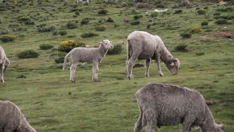 Cute-bleating-lamb-runs-through-sheep-herd-grazing-in-wild-pasture