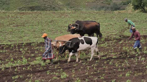 Afrikanische-Bauern-Führen-Schwere-Ochsen,-Die-Pflüge-Ziehen,-Durch-Das-Feld