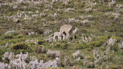 Two-skinny-little-white-lambs-with-their-sheep-mom-in-field-of-flowers