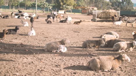 Goats,-sheep-and-lamps-resting-lying-on-the-dirt-ground