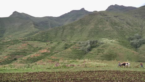 Farmers-lead-cattle-team-as-they-plough-agriculture-field-in-mountains