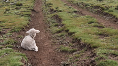 White-woolly-lamb-with-big-ears-lies-down-in-dirt-road-track-in-meadow