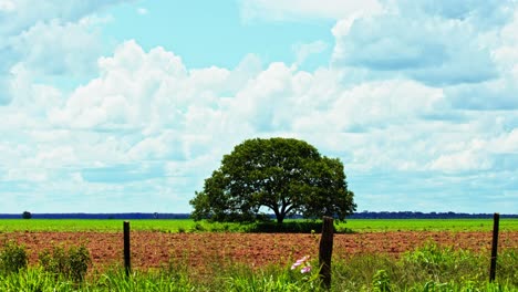 Devastated-Savana-in-Brazil-ready-for-soybean-planting-after-deforestation