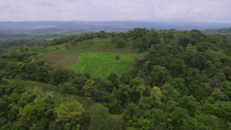 Drone-view-of-tiny-forest.-jungle-stock-videos