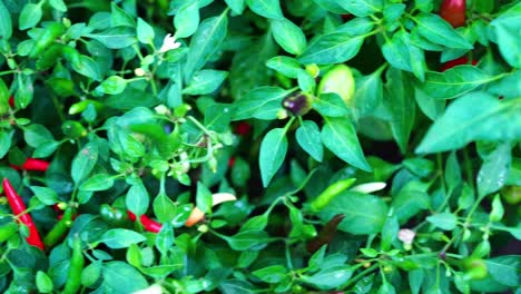 Red-Chili-Pepper-Growing-on-Green-Bush,-Close-up-Pan,-Singapore