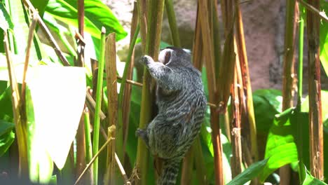 Cute-little-common-marmoset,-callithrix-jacchus-holding-and-hanging-firmly-on-to-the-plant-under-bright-sunlight-surrounded-by-various-vegetations,-close-up-shot