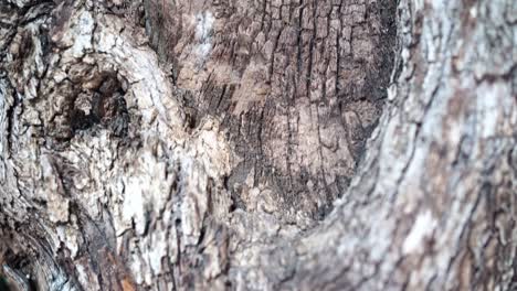 Very-Old-Oak-Tree-Close-Up-with-Barks-and-Details,-Rising-Dolly-View