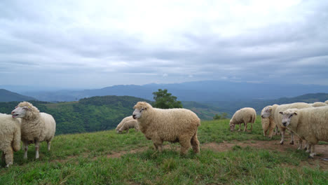 Süße-Weiße-Schafe-Auf-Berghügel