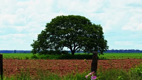 árbol-Aislado-En-Un-Campo-Deforestado-De-La-Sabana-Brasileña-Para-Plantar-Soja