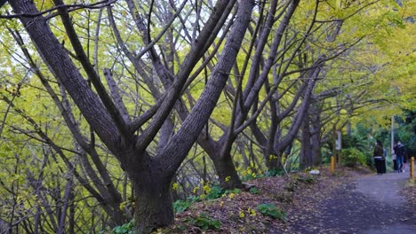 People-walking-along-grove-of-Ginkgo-Trees-in-Tarumizu,-Japan