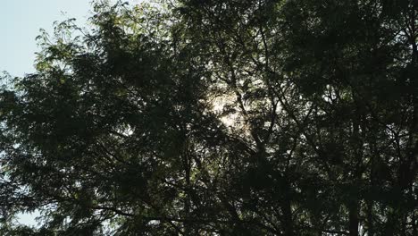 The-sun-flares-through-a-dense-canopy-of-foliage-overhead
