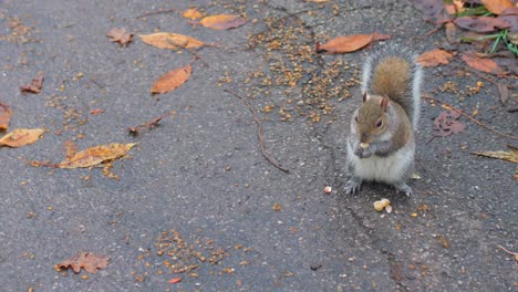 östliches-Graues-Eichhörnchen,-Das-Auf-Dem-Boden-Füttert,-Während-Tauben-Im-Herbst-Herumlaufen