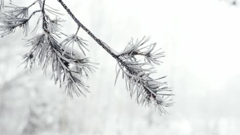 Close-Up-Shot-Of-Tree-Branch-Covered-With-Snow-In-frozen-Weather,-Riga-Wonderland