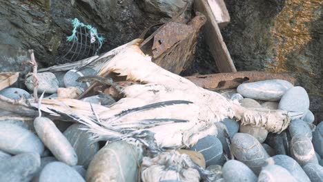 White-breasted-cormorant-dead-and-decaying-on-the-shoreline