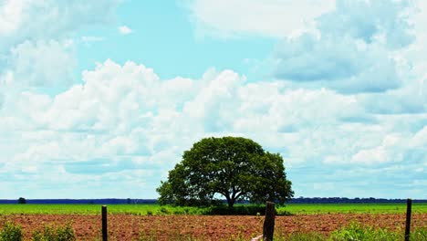A-lone-tree-is-left-after-deforestation-to-plant-soybeans