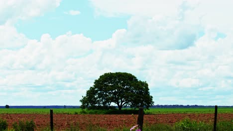 Ein-Baum-Bleibt-Aus-Der-Abgeholzten-Brasilianischen-Savanne-Für-Eine-Sojabohnenplantage