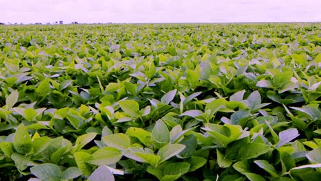 Wind-blowing-through-a-field-of-soybeans-on-a-huge-plantation-in-Brazil