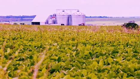 Soybean-field-with-storage-silo-or-grain-bins-in-the-background-in-Brazil
