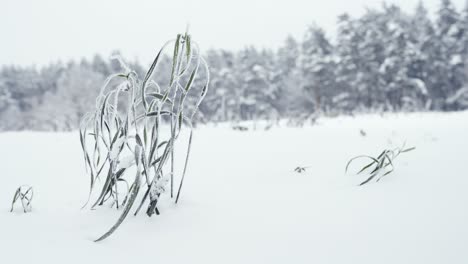 Winter-detail-background-with-hoarfrost-on-grass-stalks-and-text-space