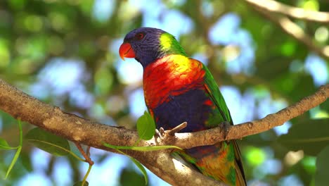 Colorful-and-vibrant-plumage,-wild-rainbow-lorikeet,-trichoglossus-moluccanus-perching-on-the-tree-on-a-sunny-day-in-spring-with-fresh-green-leaf-sprout-out-from-the-branch,-Queensland,-Australia