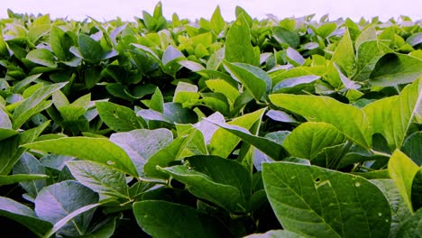 Leafy-soybean-plants-blowing-in-a-gentle-breeze---isolated