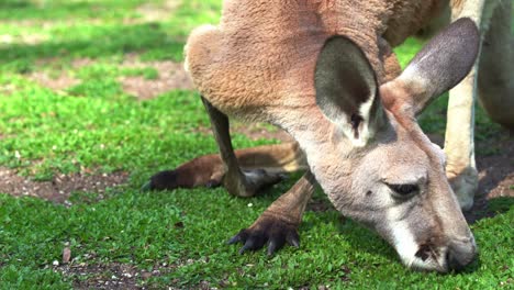 Australian-native-animal-species,-close-up-shot-of-a-kangaroo-foraging-on-green-pasture,-eating-fresh-grass-in-the-wild