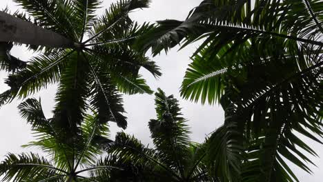 Tropical-Vibe-Concept,-Palm-Trees-Seen-From-Low-Angle-View,,-Dolly,-Spingapore