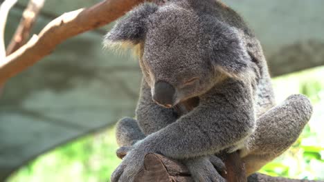 Close-up-shot-of-a-sedentary-koala,-phascolarctos-cinereus-dozing-off-on-the-tree,-hugging-and-clinging-on-the-trunk-in-bright-daylight-at-Australian-wildlife-sanctuary