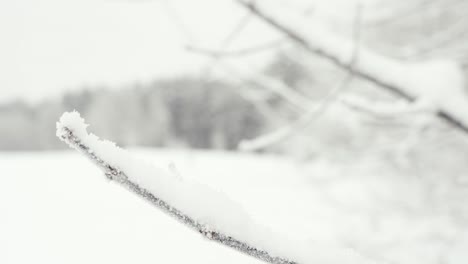 Winter-white-heavy-snow-landscape,-rack-focus-to-frozen-leafless-branch-tree