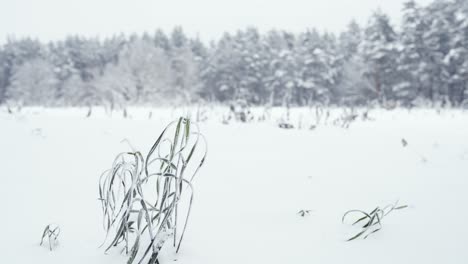 Closeup-of-frozen-grass-plant-in-middle-of-snow-covered-field,-trees-behind