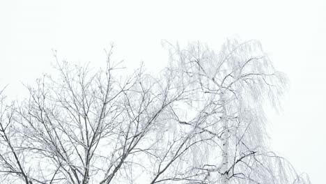 Beautiful-leafless-frozen-birch-tree-during-winter-day,-overcast-white-sky