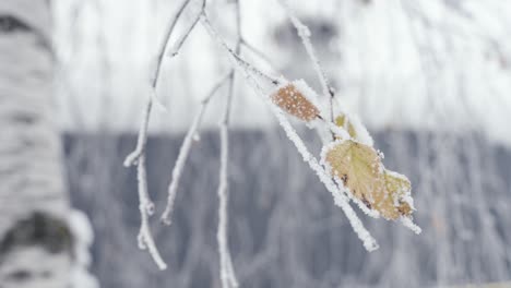 Frozen-orange-leaf,-last-remaninig-of-fall-season,-cold-winter-snowy-day