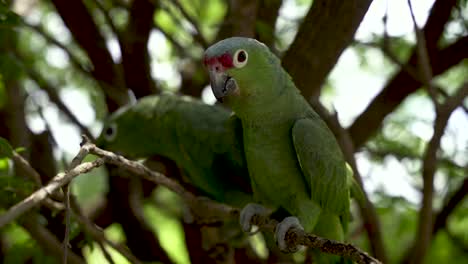Red-Lored-Amazon-parrot-couple-on-a-tree-branch-in-the-Costa-Rican-Jungle,-Close-up-handheld-shot
