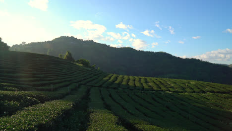 Teeplantage-Auf-Dem-Berg-Am-Morgen