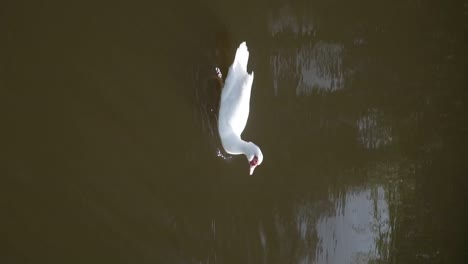Vertical-video:-white-duck-swimming-alone-in-the-water