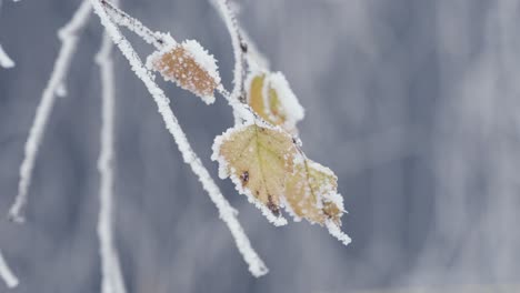 Close-up-of-frozen-tree-branches-with-frozen-orange-leaf,-snowy-winter-day