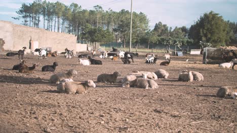 Nutztiere-Schafe-Mit-Ihren-Jungen-Ruhen-Im-Freien