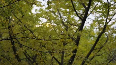 árboles-Ginkgo-Japoneses-En-Tarumizu,-Kagoshima---Toma-Estática-Del-Follaje-De-Otoño