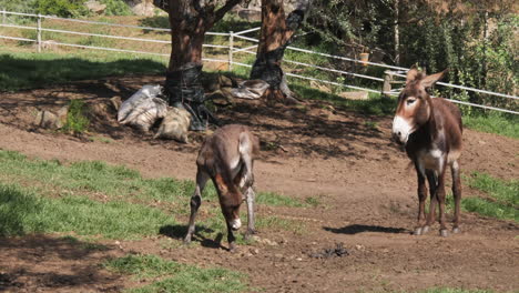 Big-ear-donkey-baby-scratches-head-next-to-mom-in-large-paddock