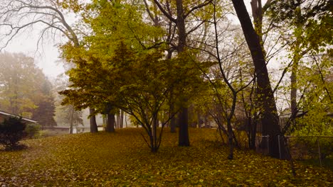 Blätter,-Die-Im-Herbst-2022-Von-Einem-Hartriegelbaum-Fallen