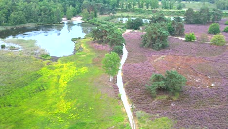 Aerial-footage-of-a-heather-landscape