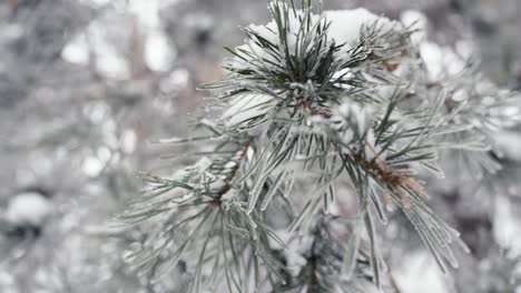 Close-up-snow-covered-spruce-niddles-branch,-frozen-winter-day,-handheld
