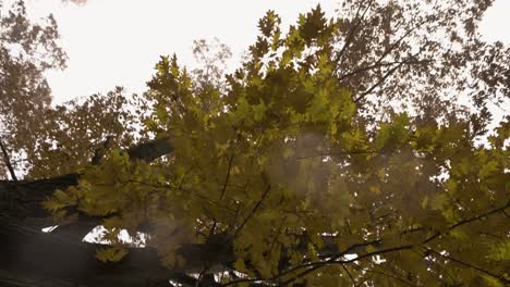 Up[side-down-camera-tilt-of-changing-Oak-Leaves-in-fall