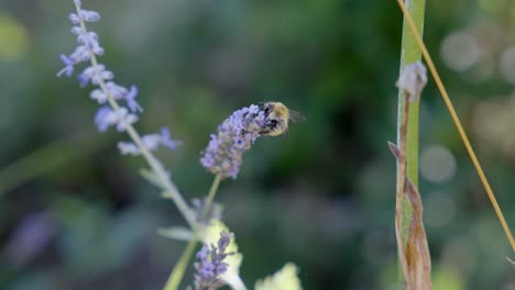 Slow-motion-shot-of-a-bee-flying-through-the-heather-in-search-of-food,-the-background-is-like-a-poetic-blurry-painting