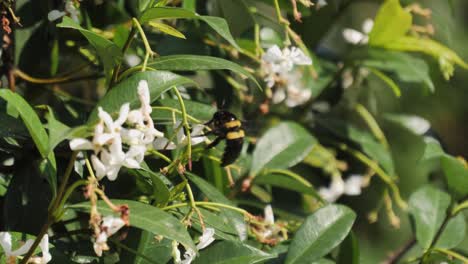 Cerrar-Abejorro-Busca-Néctar-Entre-Las-Flores-Silvestres-Blancas